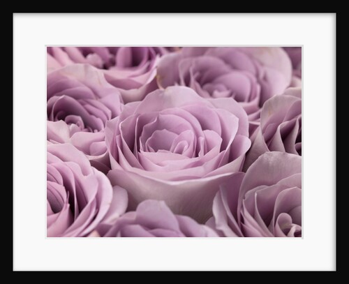 Roses full frame by Assaf Frank